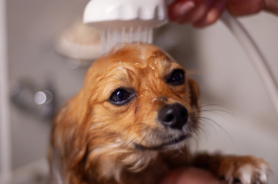 Grooming &amp; Care